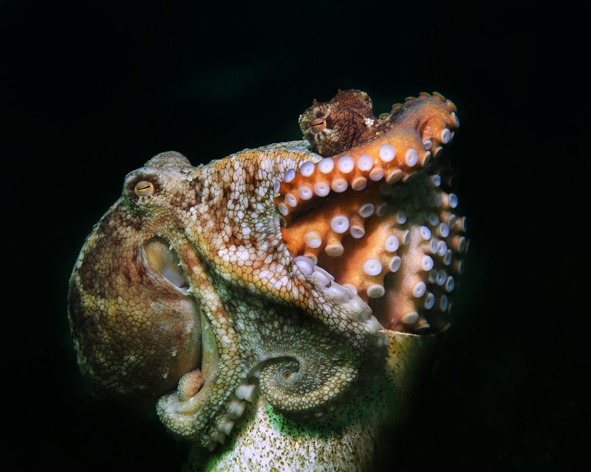 Two octopuses on a pipe that forms an artificial reef
