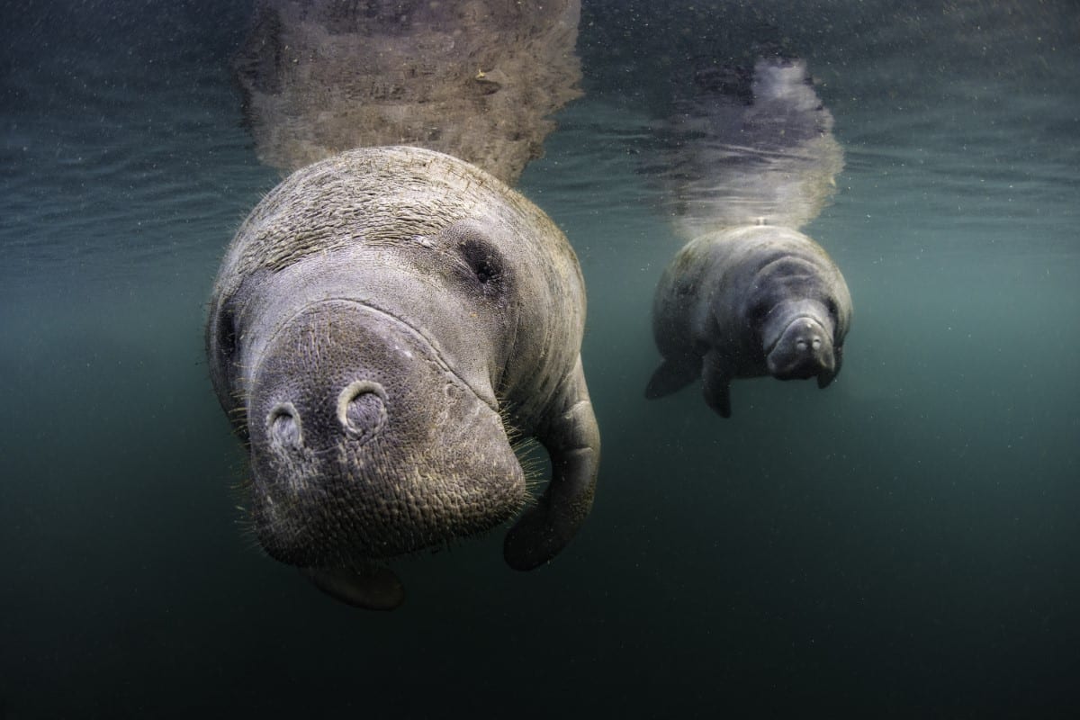 Two manatees close up
