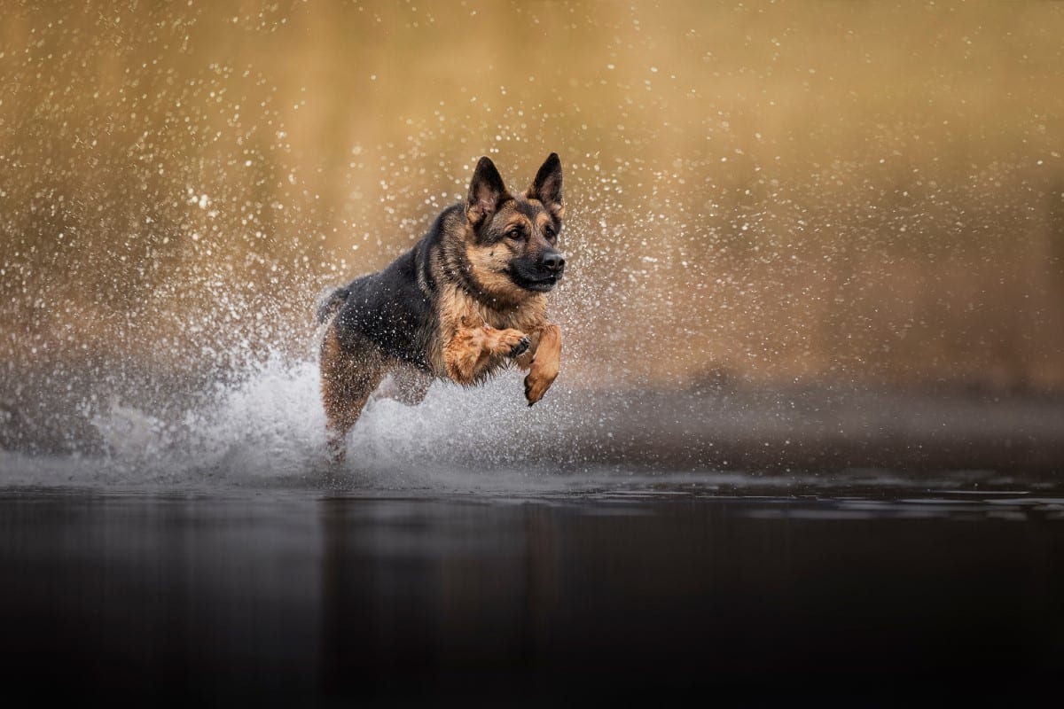 Dog leaping through the water.