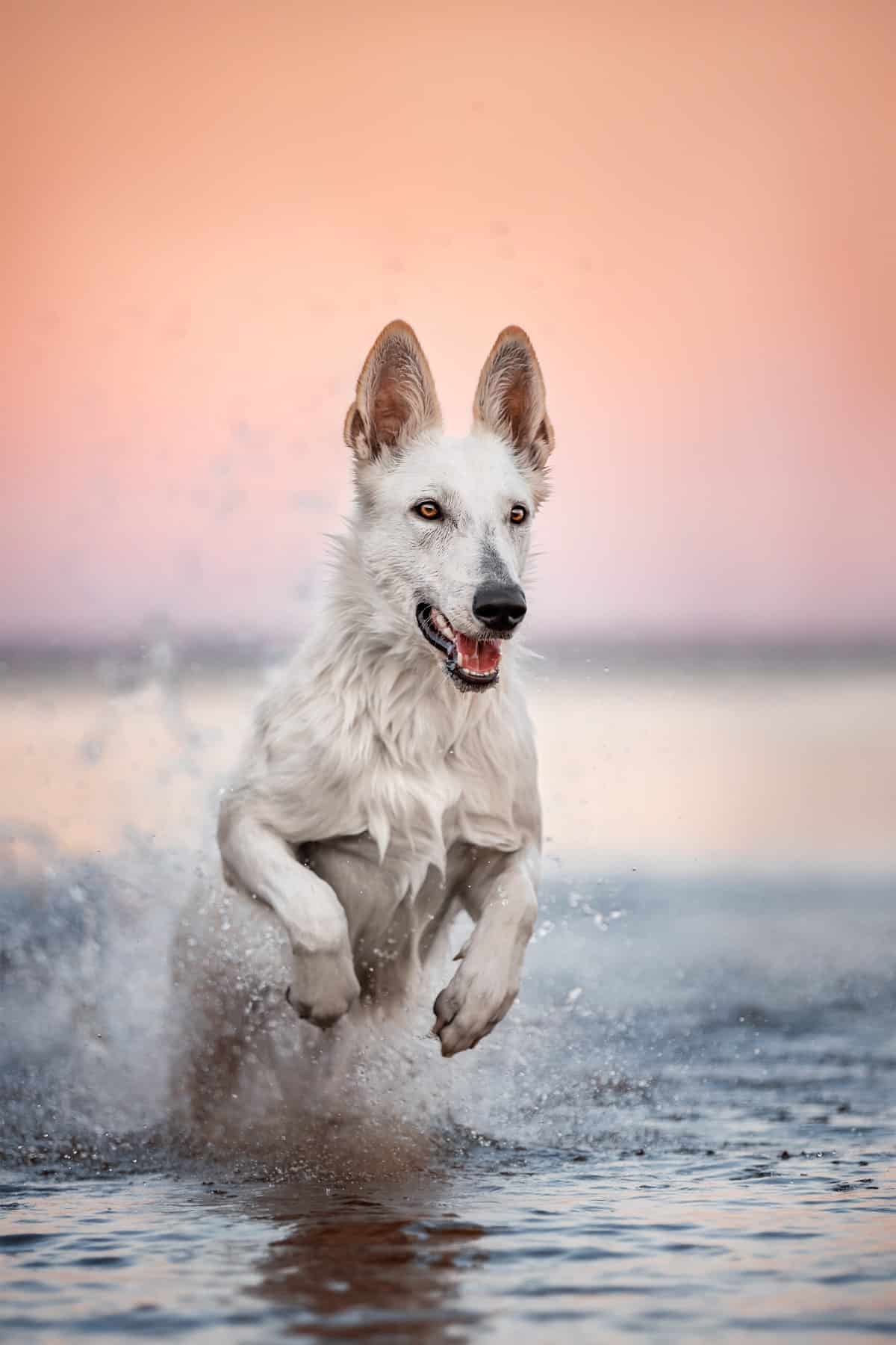 White dog running through water