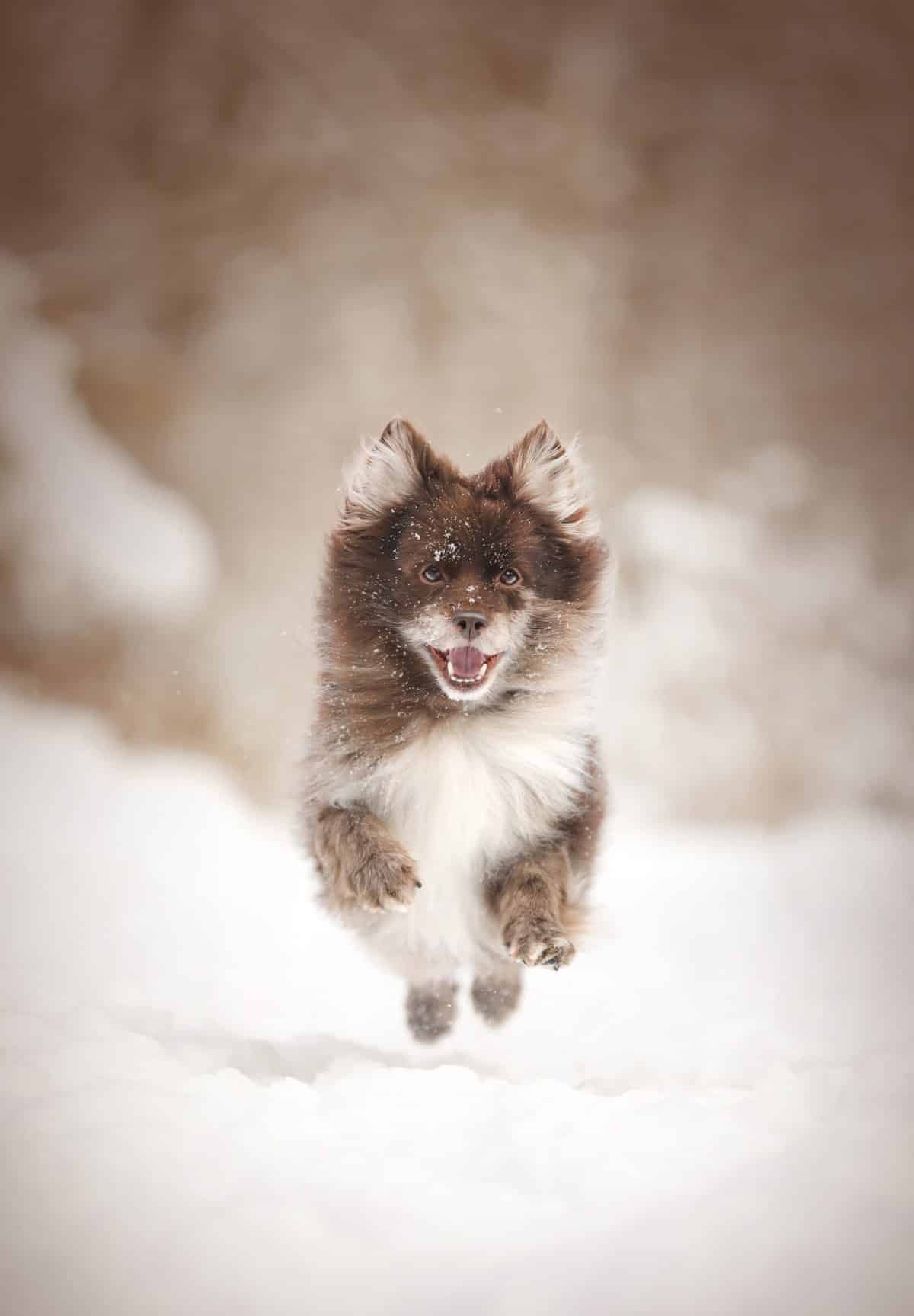 Small dog running through the snow.