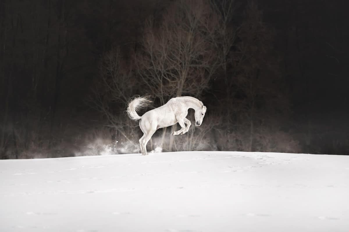 White horse bucking in the snow