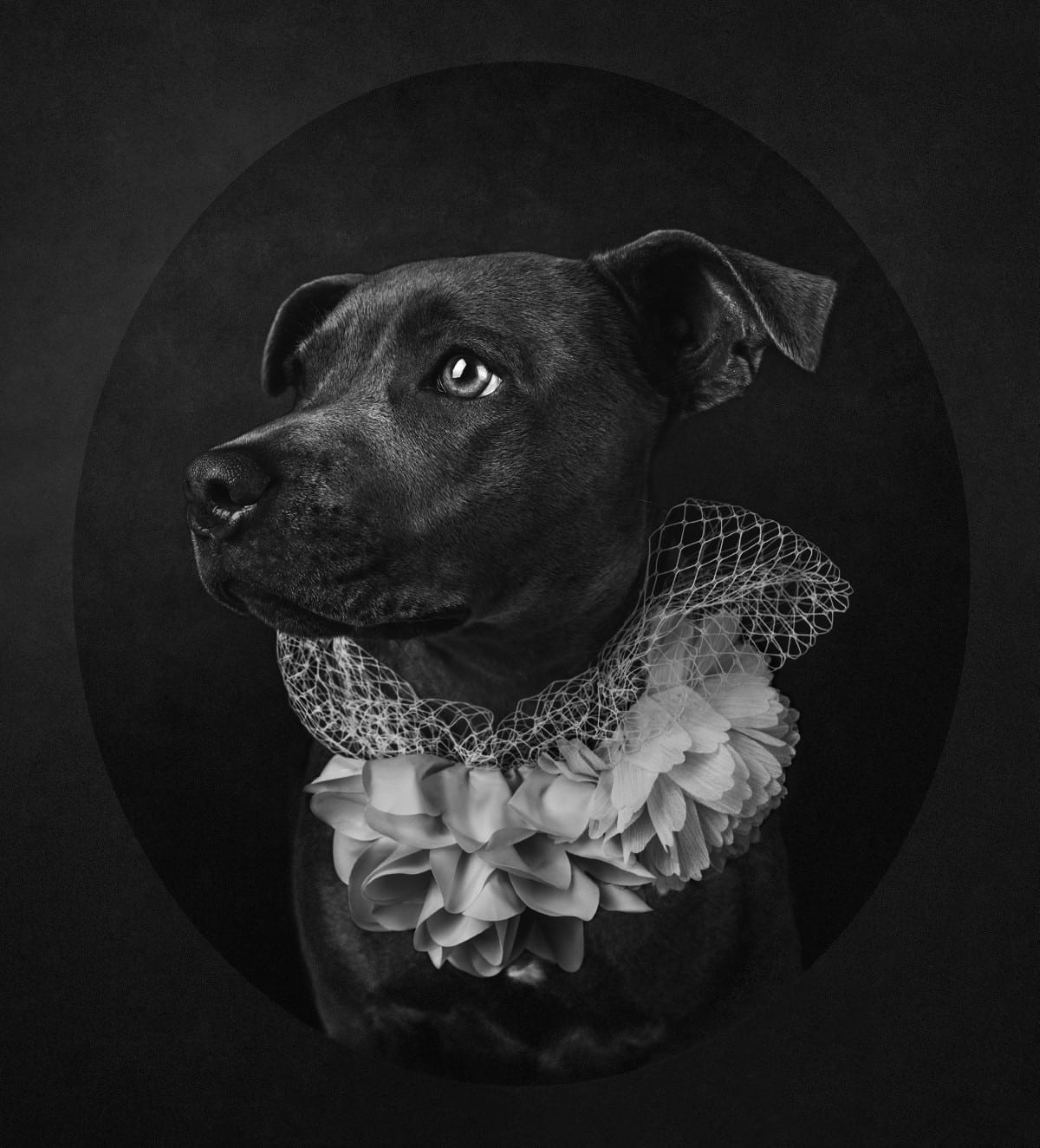 Creative portrait of a black dog