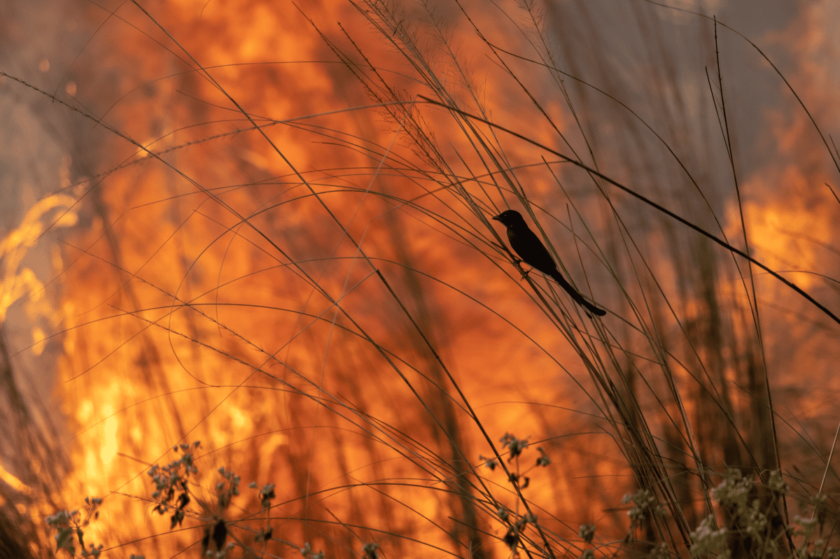 Fire blazing in man made jungle in Bangladesh