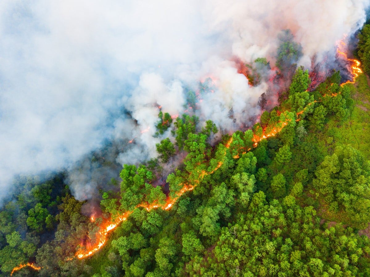 Aerial view of a forest fire boundary in Vietnam