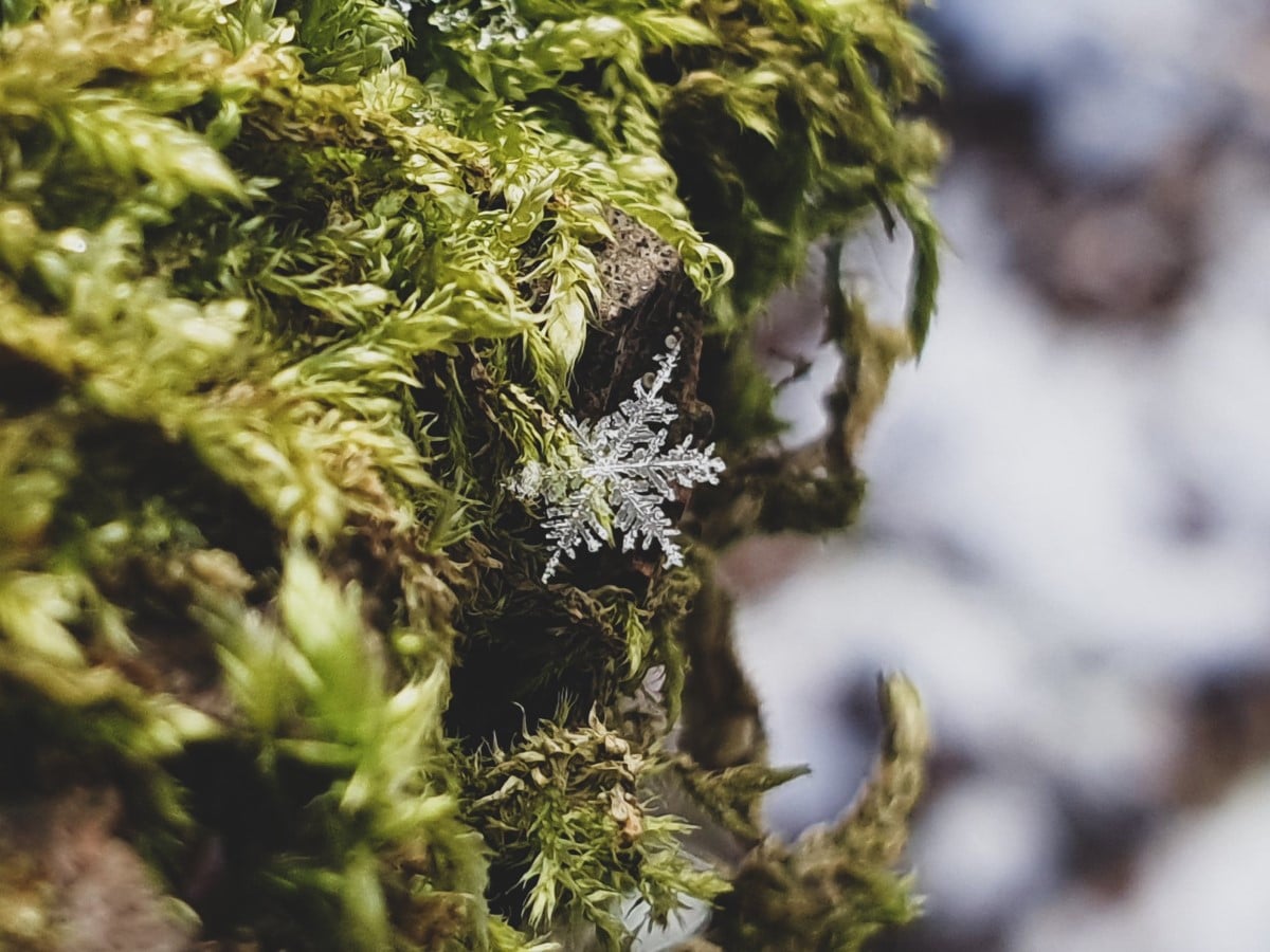 Close Up of a Snowflake on a Tree