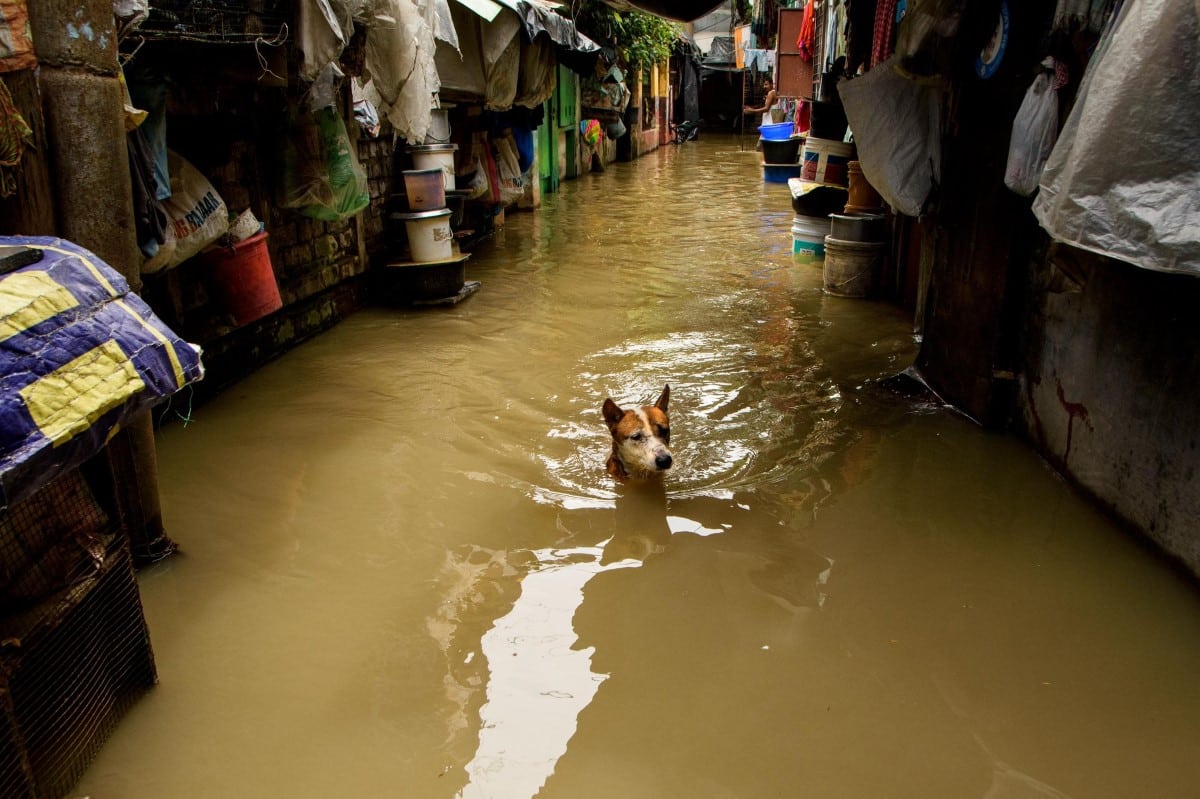 Dog swimming to find shelter after flooding in India