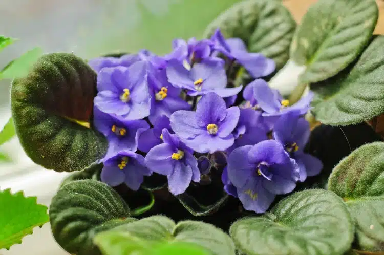 African violet