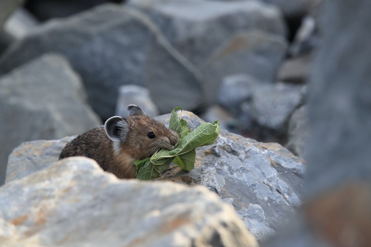 American Pika