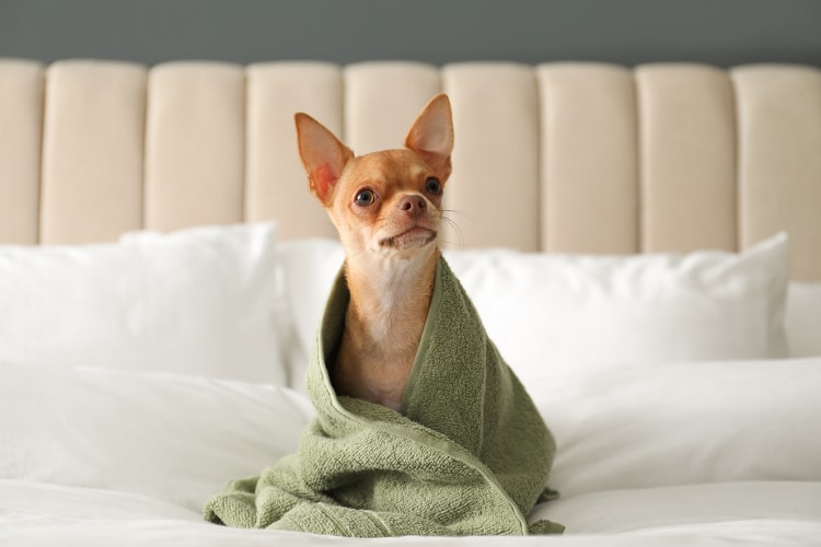 Cute Chihuahua dog wrapped in towel on bed. Pet friendly hotel