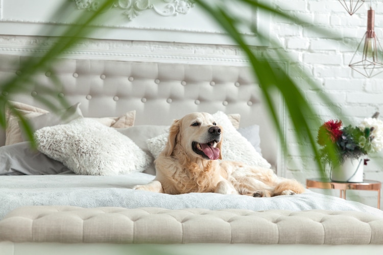 Golden retriever puppy dog in luxurious bright colors classic eclectic style bedroom with king-size bed and bedside table, green plants. Pets friendly hotel or home room.