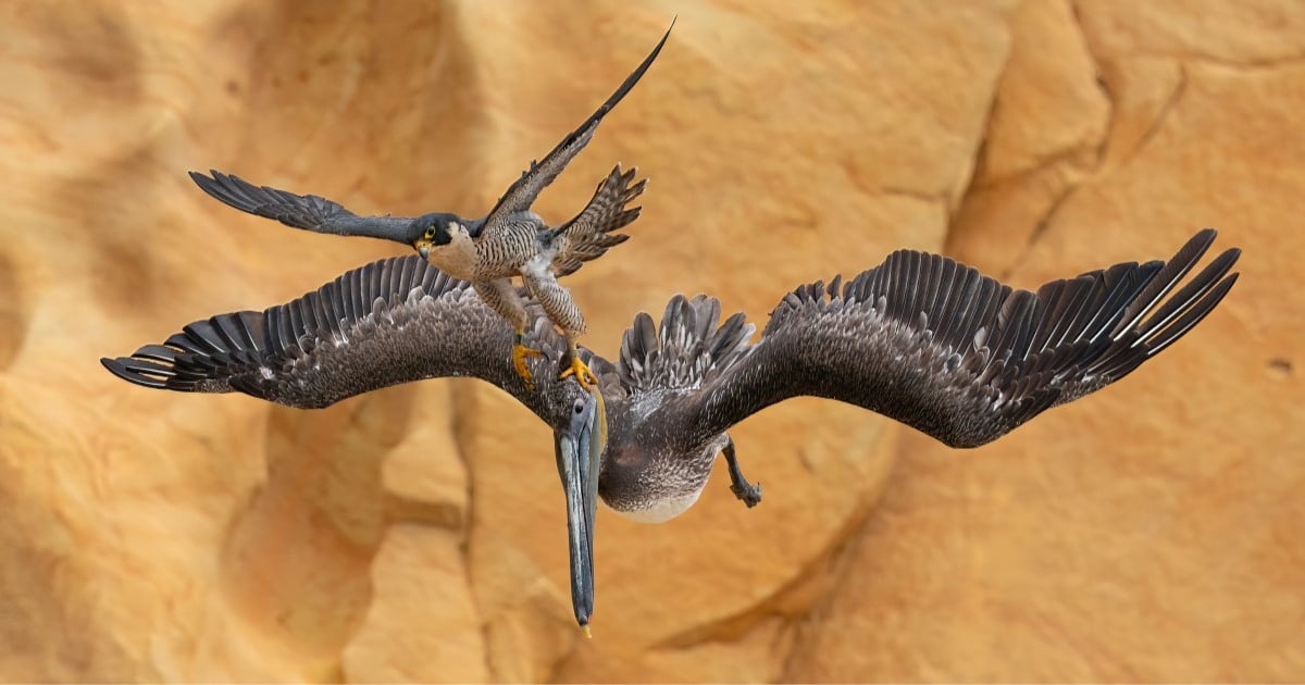 Experience the Beauty of Peregrine Falcons in Your Home