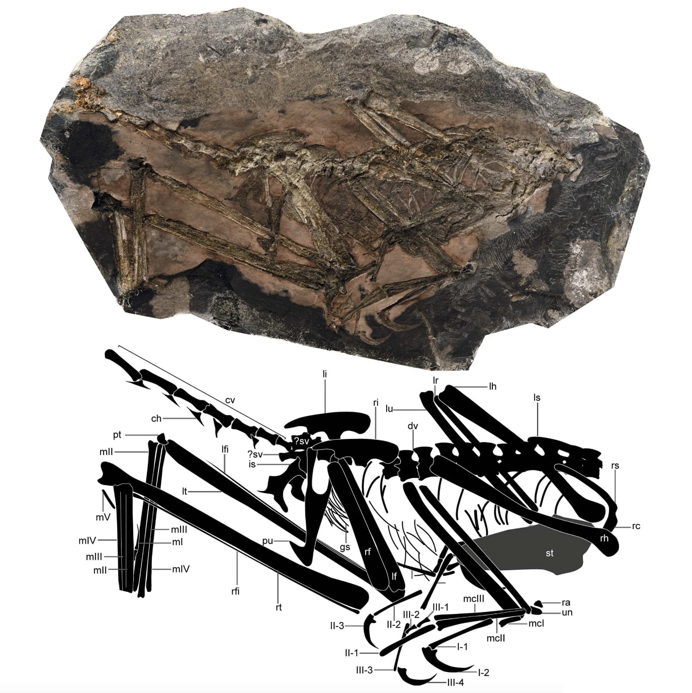 Paleontologists Discover Leggy Jurassic Dinosaur Fossil Connected to Modern Birds