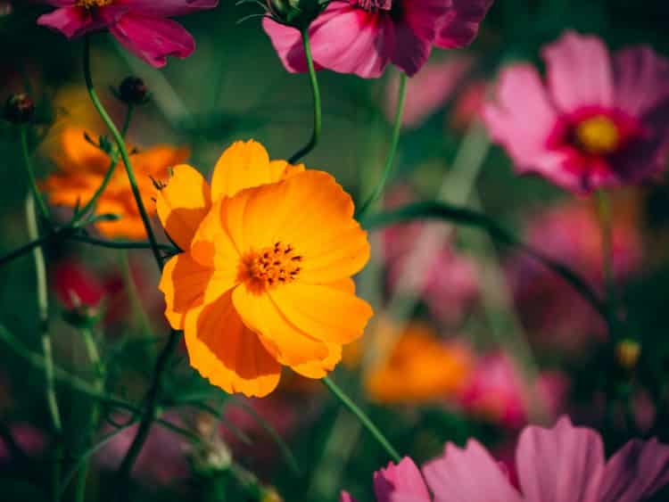 Cosmos Flower