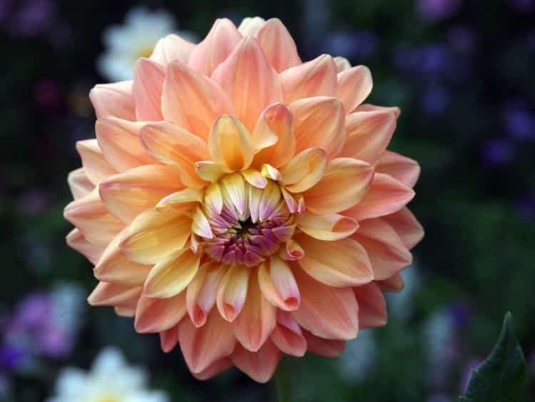 Orange Dahlia