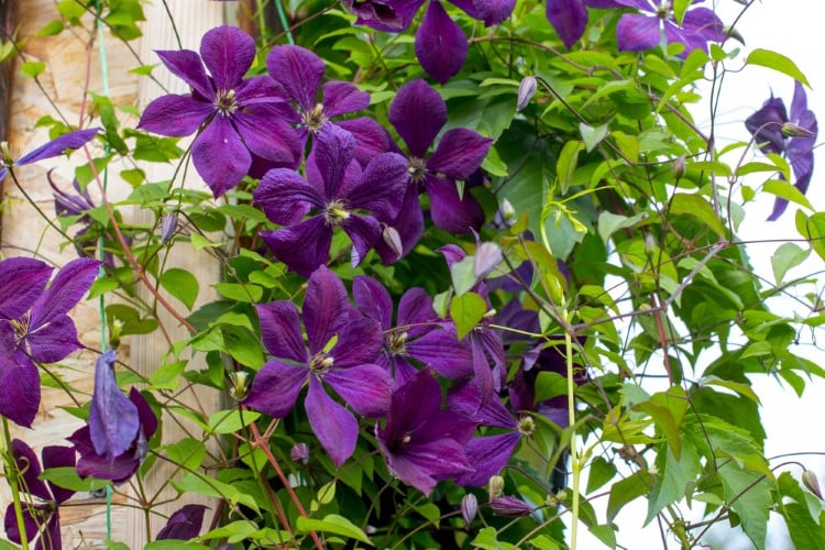 Purple Clematis