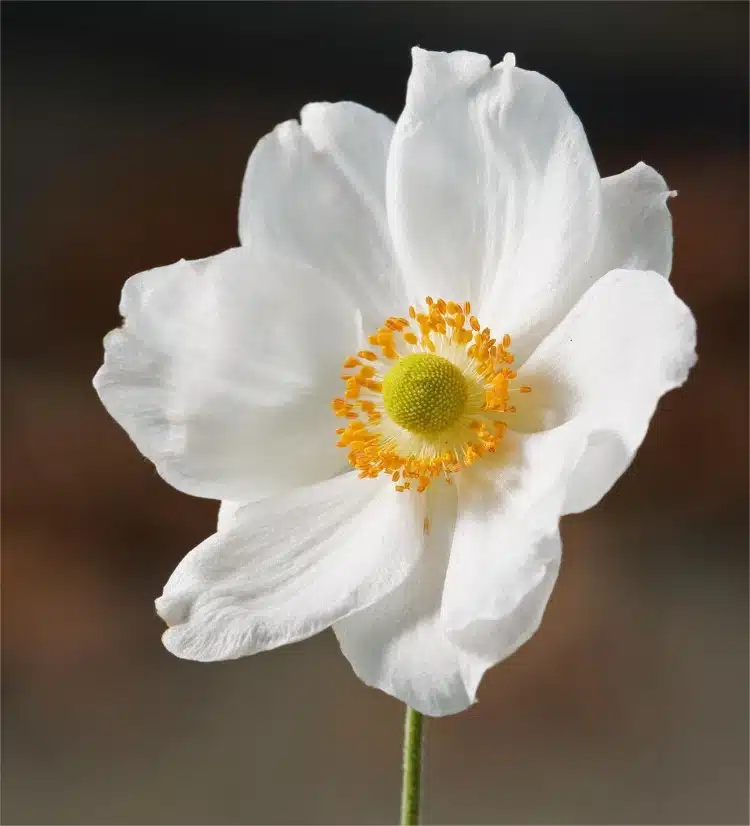 Japanese anemone