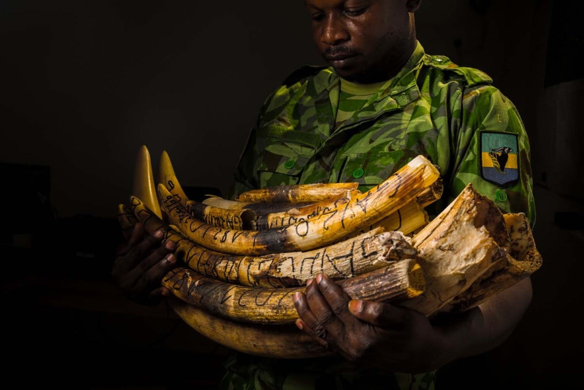 Chef de Service Lutte Anti-Braconnage (head anti poaching) Landry Babenangoye holds the tusks of elephants 