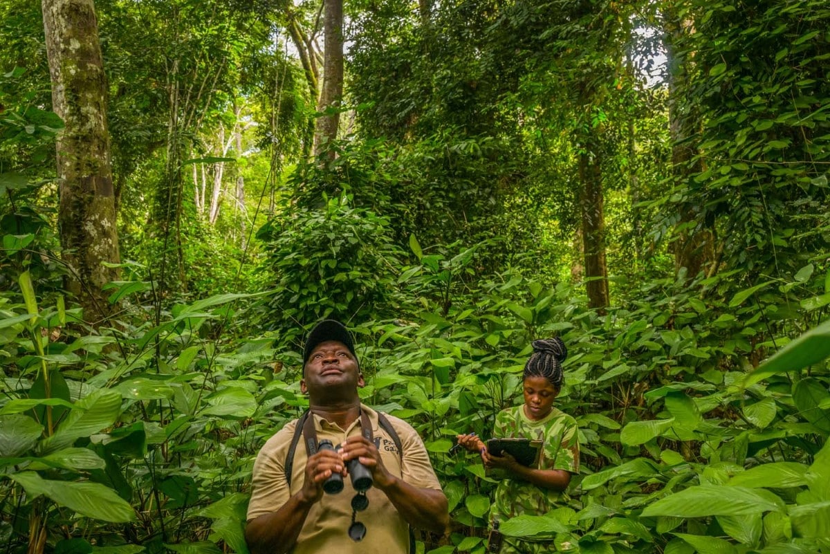 Edmond Dimoto and Lisa-Laure Ndindiwe Malata study the forest canopy during the monthly phenology study in Lopé National Park