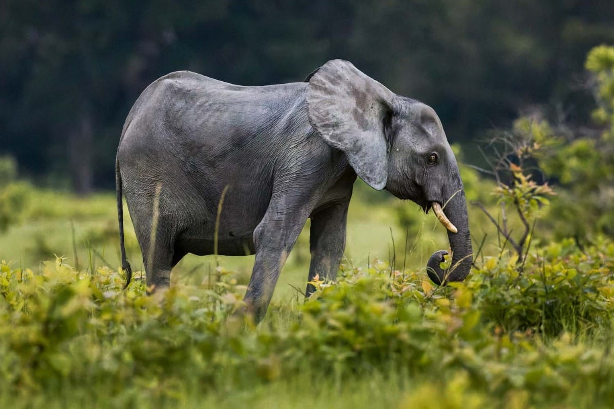 Forest Elephant in Gabon
