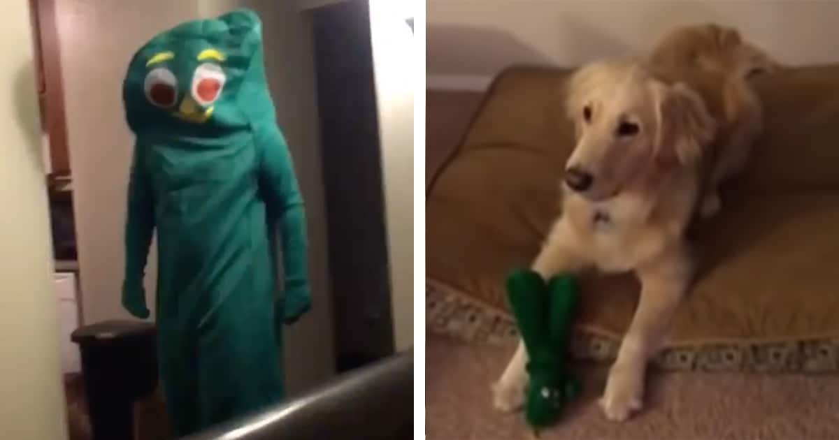 Doting DogOwner Dresses up as His Pup’s Favorite Toy