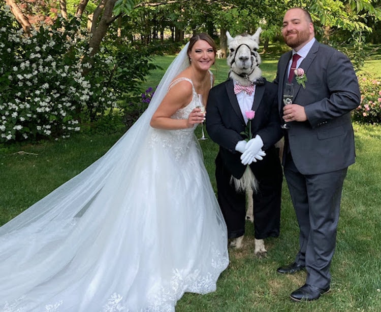 Llama with tuxedo poses with bride and groom