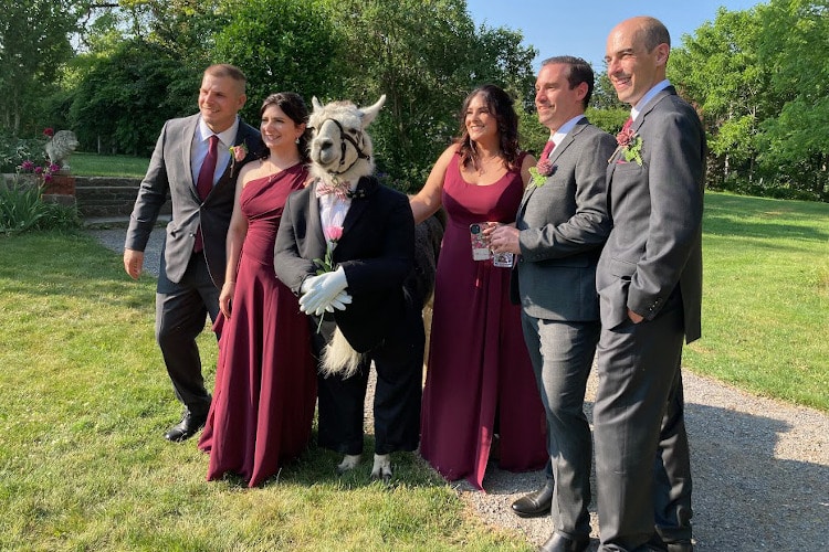 llama wearing tuxedo poses with wedding party guests