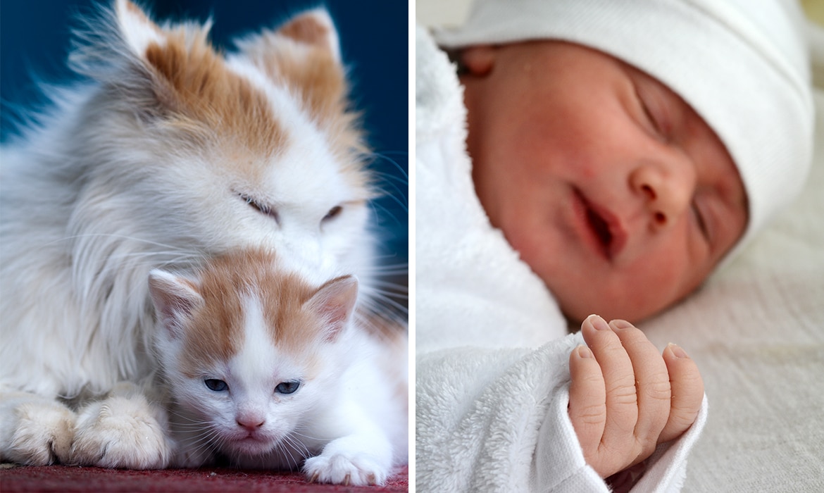 Mother Cat Introduces Her Kitten to Human Baby