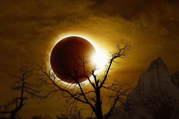 solar eclipse behind a tree branch