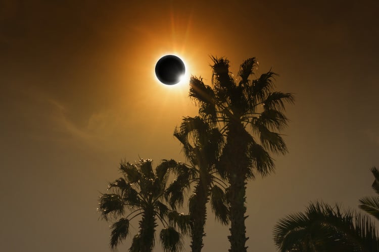 solar eclipse above palm trees