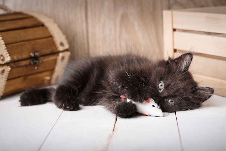 Small black kitten playing toy on a wooden background.