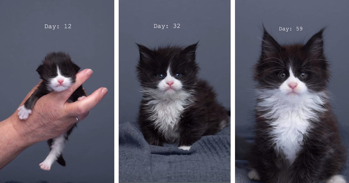 Adorable Time-Lapse Shows How Much a Kitten Grows up in Its First Months of Life