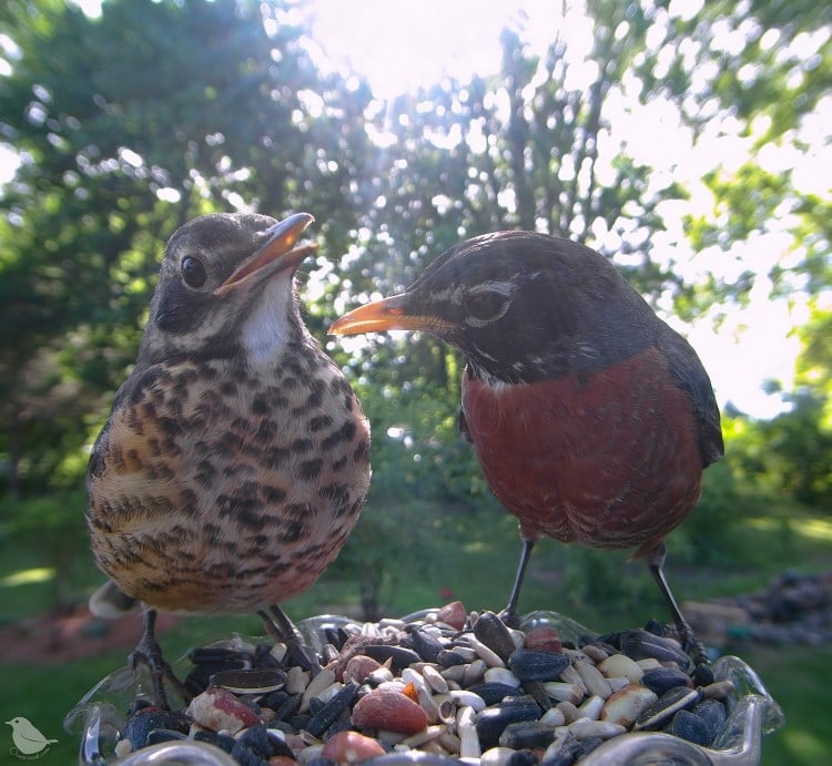 Adult and juvenile American robins
