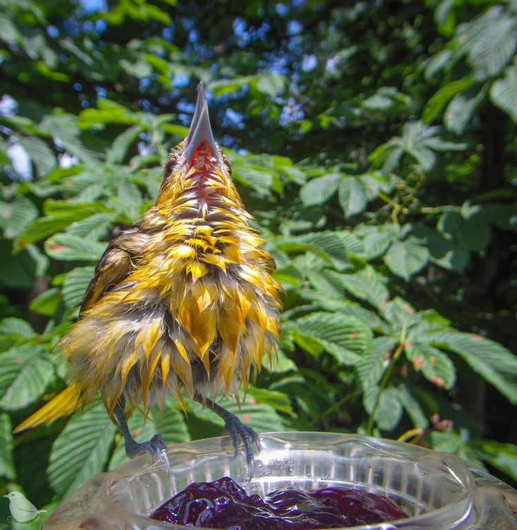 wet Baltimore oriole at a bird feeder