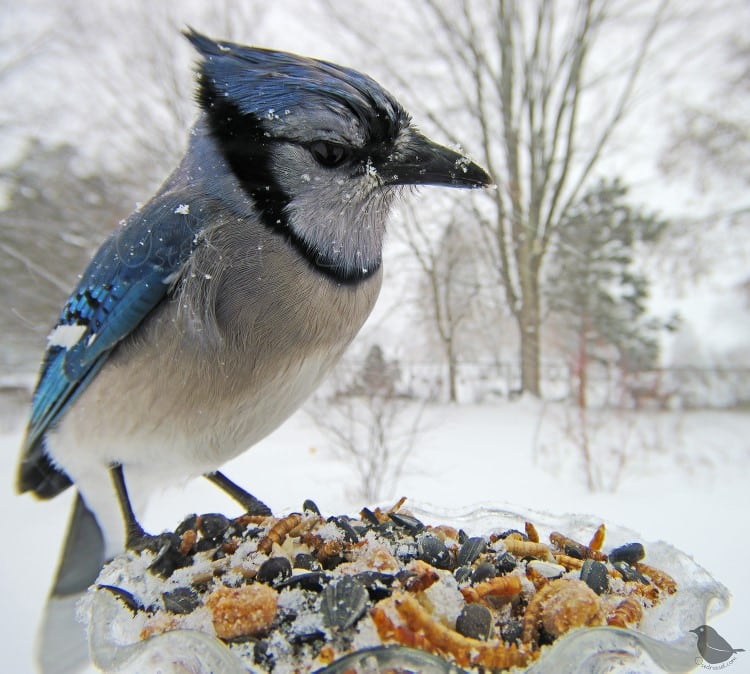 Blue jay in the snow on a bird feeder