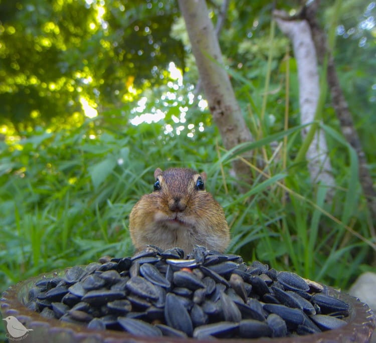 Chipmunk at a backyard birdfeeder