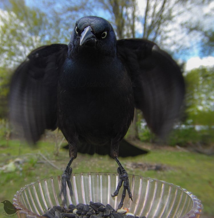 Common grackle