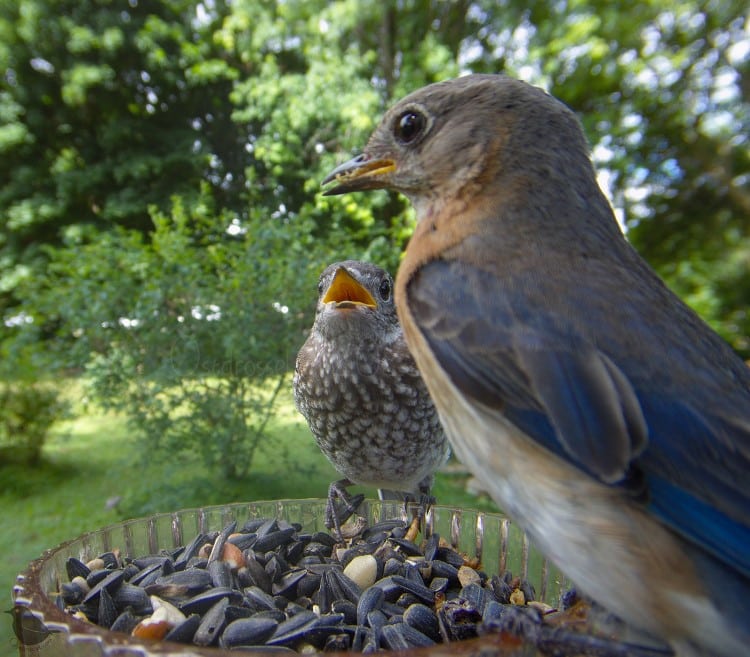 Female Eastern bluebird and juvenile Eastern bluebird