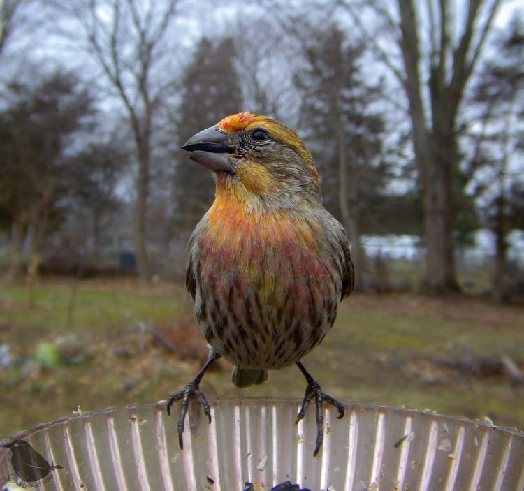 Male house finch