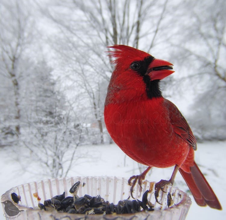 Male northern cardinal