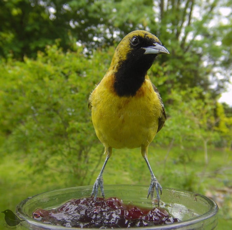 Young orchard oriole molting