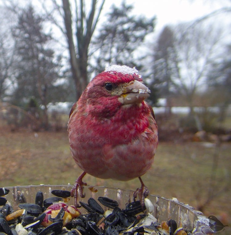 Purple finch at a bird feeder
