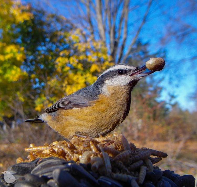 Red-breasted nuthatch with nut in its mouth