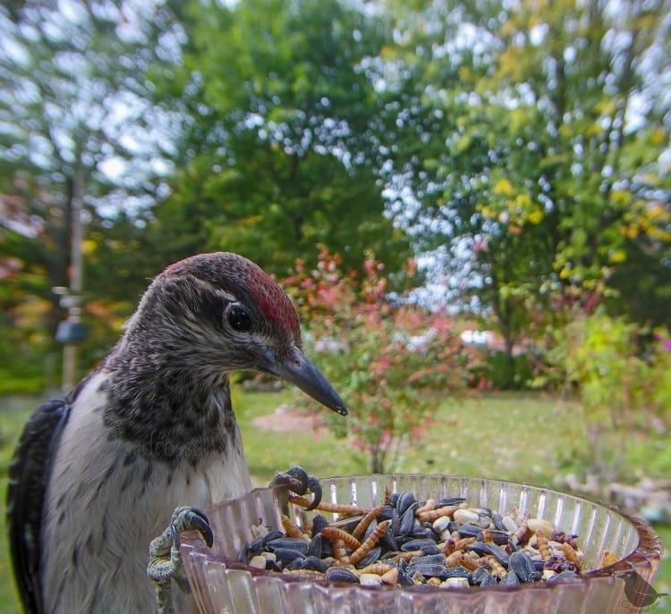 Red-headed woodpecker at a bird feeder