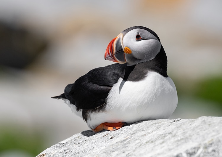 The Maine Puffin Population Is Making an Unexpected Comeback