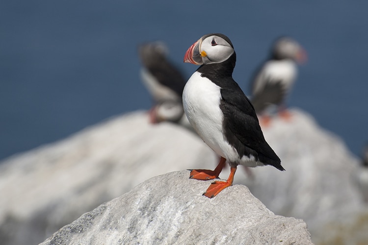 The Maine Puffin Population Is Making an Unexpected Comeback