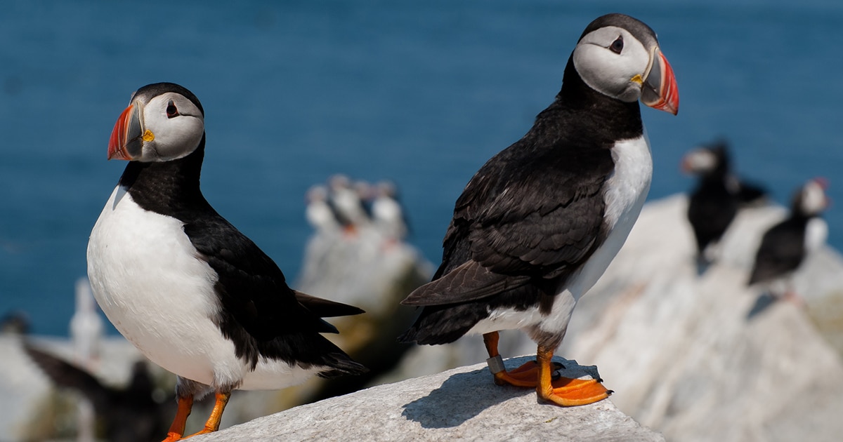 A Puffin Comeback, Science