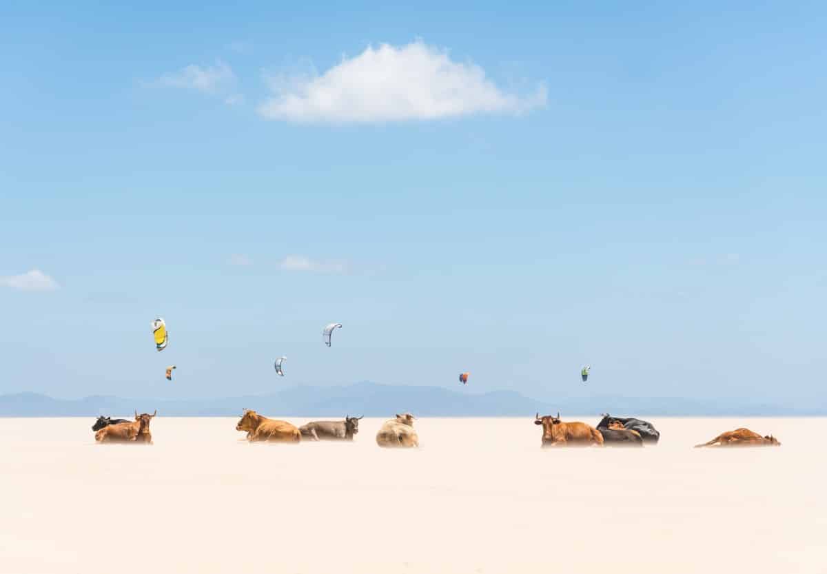 Cows in a Sand Dune in Spain