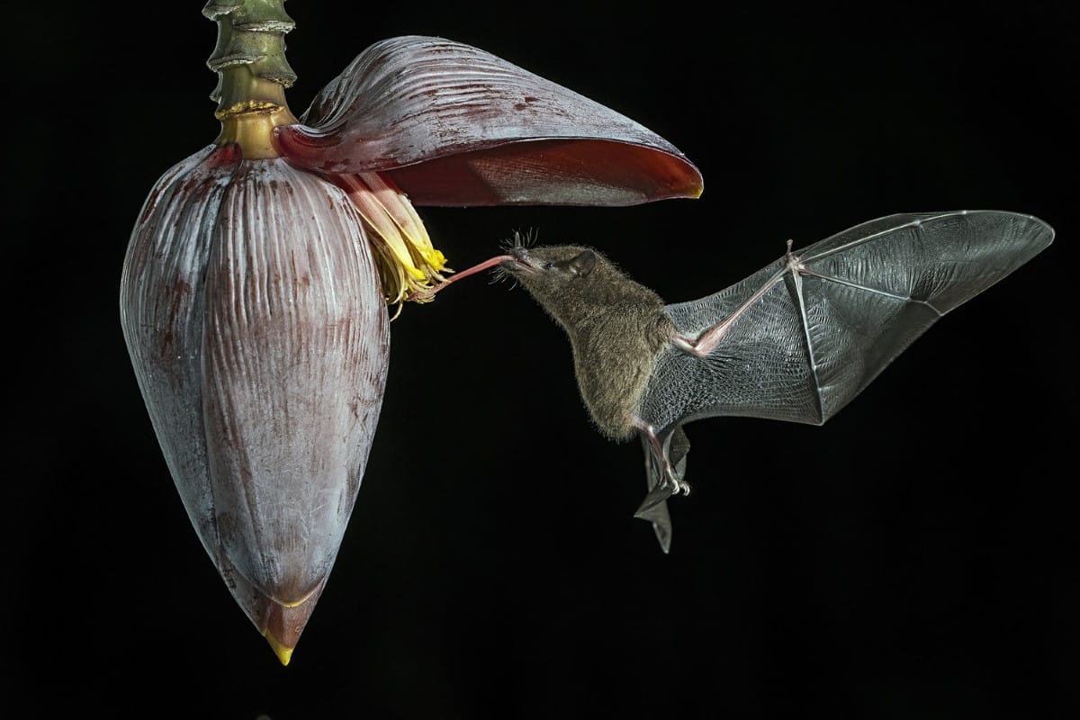 Bat eating nectar from a flower