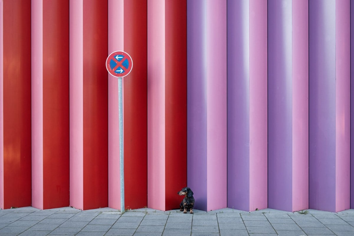 Dachshund standing in front of colorful street with no parking sign